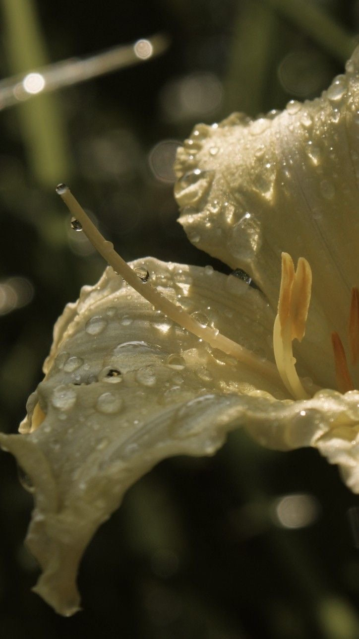 New! Clarifying Botanical Toner